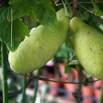 Amazon.co.jp: あけび 【五葉アケビ】 5号ポット苗 : DIY・工具・ガーデン